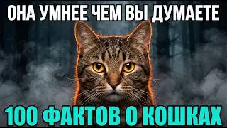 100 Cat Facts That Will Definitely Surprise You!