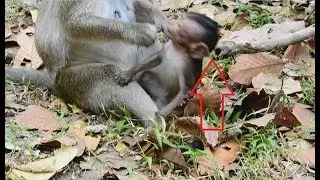 Dangerous! Bad mother hated baby give a box on face baby monkey,So pity Jessie