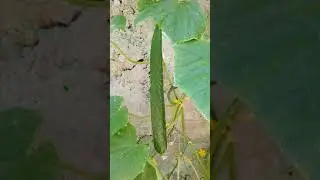 Самый длинный  китайский Огурец Пекинский гурман!