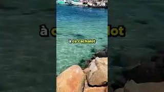 IL A FILMÉ UN BAIN DE SANG😳🐋