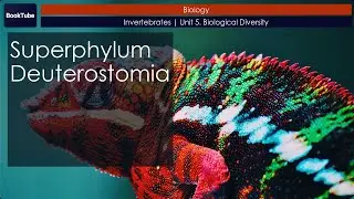 Superphylum Deuterostomia | Invertebrates | Unit 5. Biological Diversity