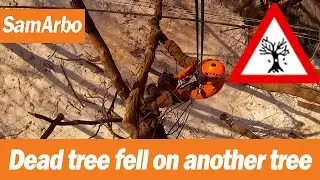Спилить повисшее дерево по частям №5 #Арбористика [SamArbo]