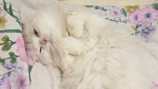 😔Опять переживания/☺Проболтала 6ч/🥵Что случилось со стиральной машинкой/🌹 Порадовала себя!🥰