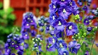 How to Cut Delphinium Back for a Second Flowering