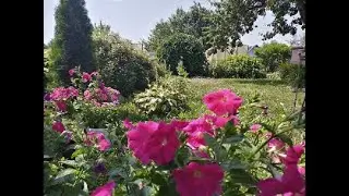 Мой сад в Подмосковье. Лето 2022 года