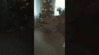 ёлочка)