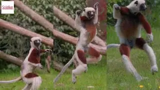 Lémur SALTANDO de felicidad