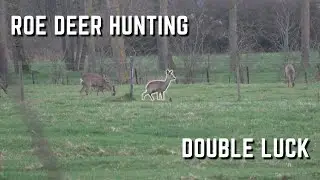 Roe deer hunting: double luck!