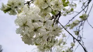 Пчёлы красавцы хороводят вокруг клеточки с маткой