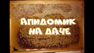 Липа отцвела. Наш Апидомик