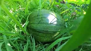 A Quiet Morning Garden Check & Harvest in Maine August 2 2024