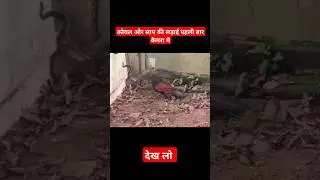 कोयल और साप की लड़ाई😳