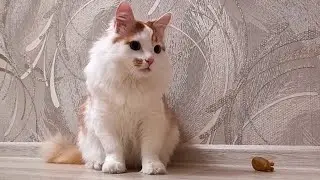 Don't touch the ponytail! Cat fun in anticipation of the New Year!