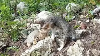 Kittens Playtime 🐱🐈