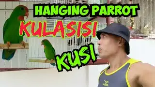HANGING PARROT/ KULASISI / KUSI