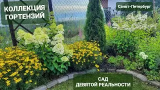 Наши гортензии в начале августа🌿Сад Девятой реальности🌿 07.08.2022🌿часть 1🌿