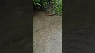 I left my camera out in the rain