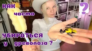 Как поддерживать гигиену у лягушек-древолазов в террариуме?
