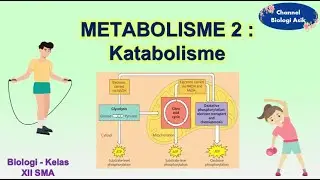 Metabolism part 2 - Catabolism - Biology class 12 high school
