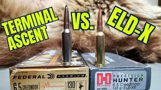 Hornady ELD-X vs. Federal Terminal Ascent 6.5 Creedmoor Ballistics Gel and Pork Shoulder Test.