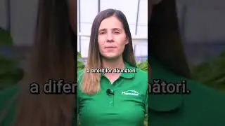 Capcane bio pentru dăunători - Marcoser