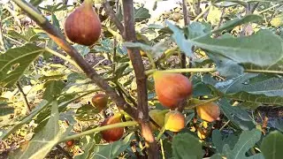 This variety of fig has such potential!