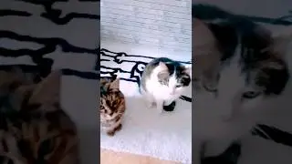 Это наша фантастическая четверка😁 #котовасенька