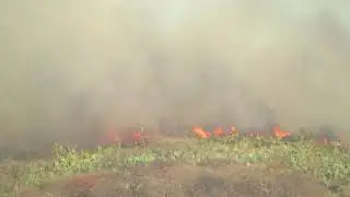 Alpoyeca Incendio Forestal - Marzo 2019