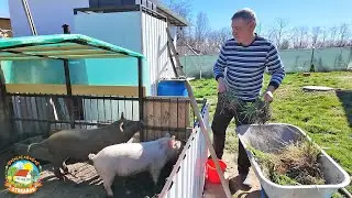 КОГО ещё МЫ КУПИЛИ из живности? Вторая весенняя обработка сада