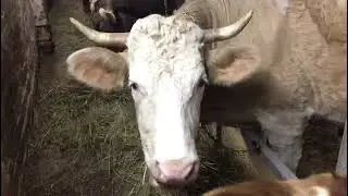 Коровник изнутри