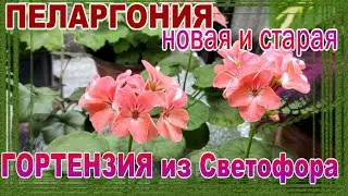 НОВАЯ И СТАРАЯ ПЕЛАРГОНИЯ/ЧТО С ГОРТЕНЗИЕЙ ИЗ СВЕТОФОРА/КЛАССНЫЕ ПОЛКИ
