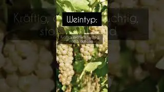 Solaris Weinrebe Porträt | PIWI Sorte