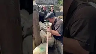 New man on the seperating gate #sheepfarming #youtubeshorts #viralshortvideo
