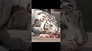 white kitty is angry 😡 #tiger #bigcat #zoo #wildlife #animals