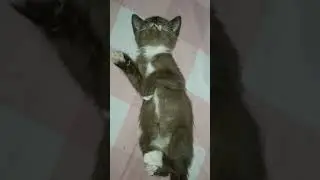mimpi indah taca sayang