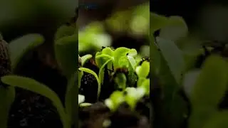 Seed Growing Time Lapse | 