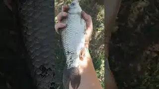 приманка #супер-карась