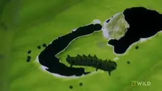 The Toxic Tiger Butterfly Wild Monsoon