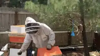 Shake It Up Baby - Shaking Honey Bees Into Their New Hive
