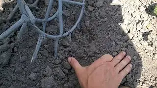 Why are hedgehogs better than flat cutters for weeding potatoes?