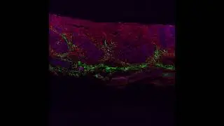 Multi-photon whole slide image (WSI) of swine olfactory epithelium