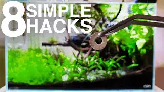 8 SIMPLE HACKS That Will Improve Your Fish Tank