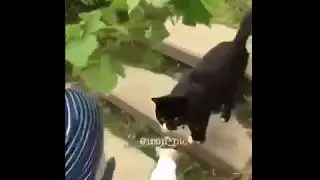 Спроси как у кошечки дела