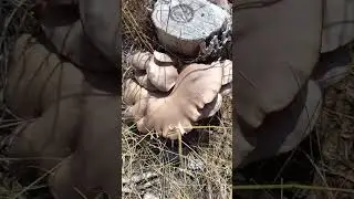 гриб пеньковый
