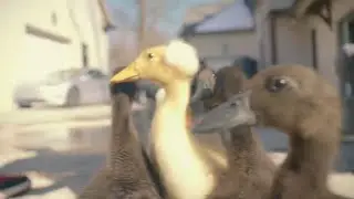 Wildcats Ducks
