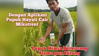 Demplot Mikotrent PHC pada Padi Sawah