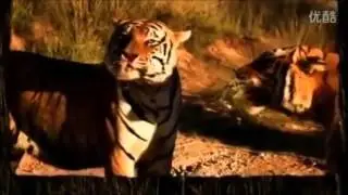 Тигр против тигра.