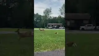 Cat and deer play a game of chase together! #shorts #cat #deer