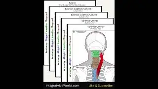 Splenius Cervicis - Anatomy Perspective