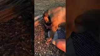 Big Boerboel wants kisses